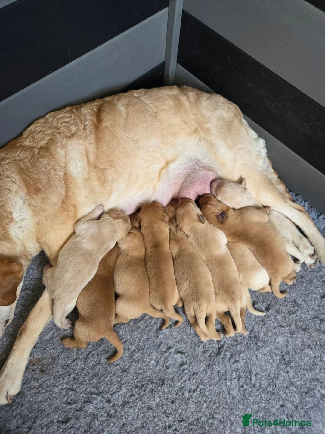 Labrador Retriever dogs for sale: Working Labrador puppies, Gun dog Mather  - Advert 1