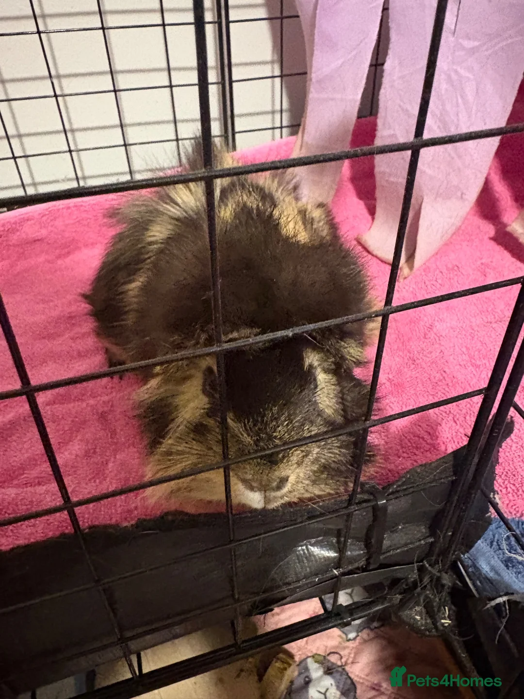 Guinea Pig rodents for sale: Male guinea pig  - Advert 2