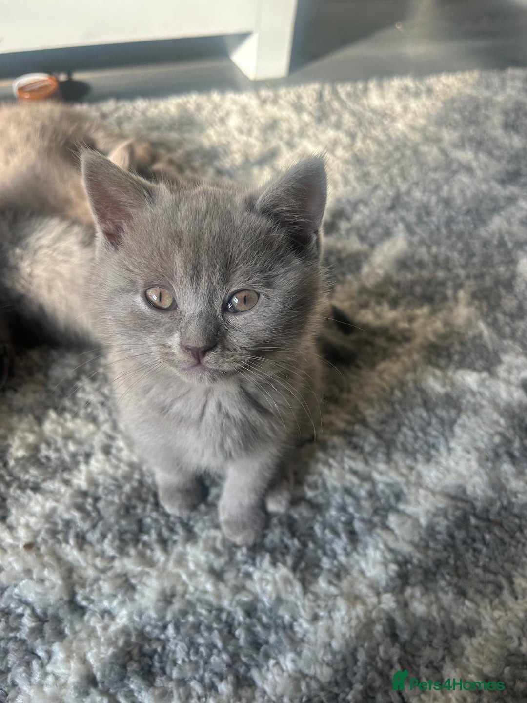 British Shorthair cats for sale: Beautiful British short hair kittens  in Manchester - Image 27