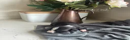 Mixed Breed dogs for sale: Stunning Whippet x Border Collie Pups - Advert 11