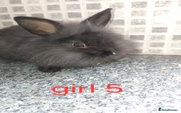 Lionhead rabbits for sale: 5 beautiful lionhead female babies - Image 23