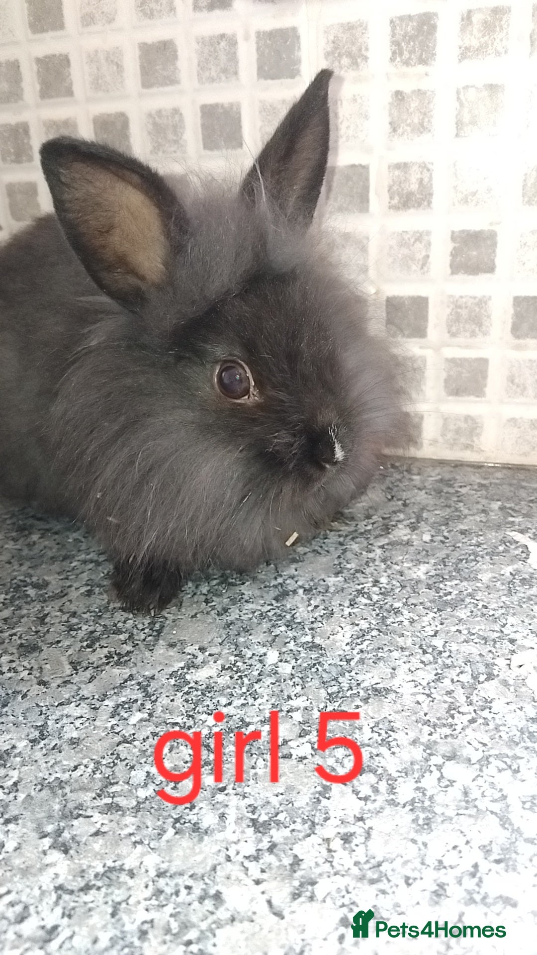 Lionhead rabbits for sale: 5 beautiful lionhead female babies - Image 23