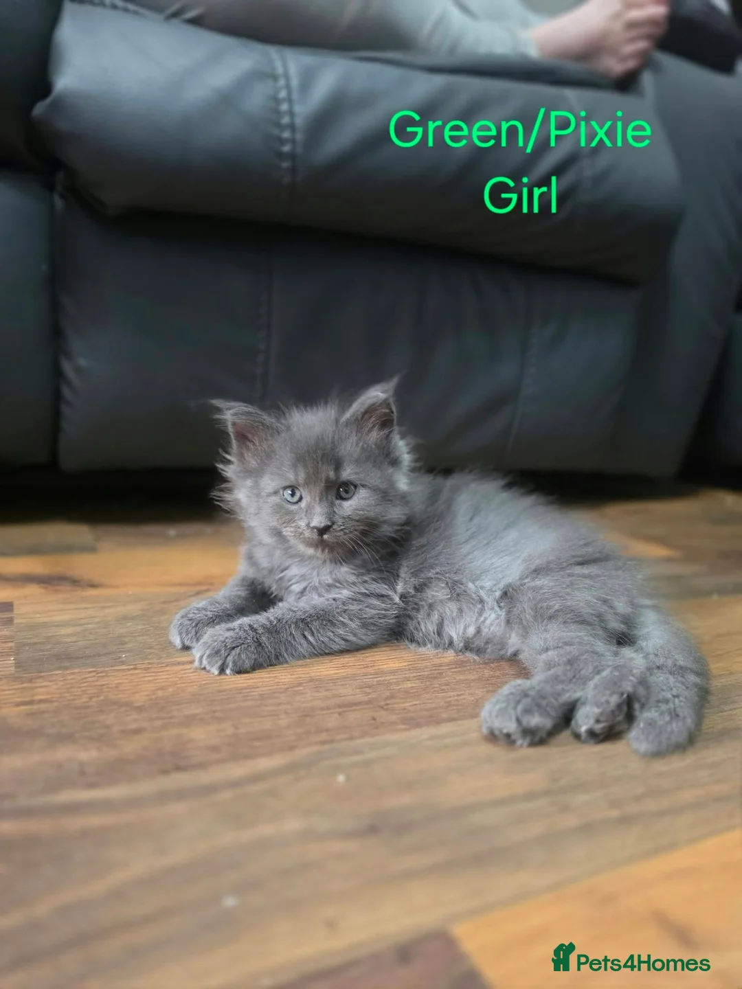 Maine Coon cats for sale: Maine Coon Kittens  in Aberdare - Advert 9