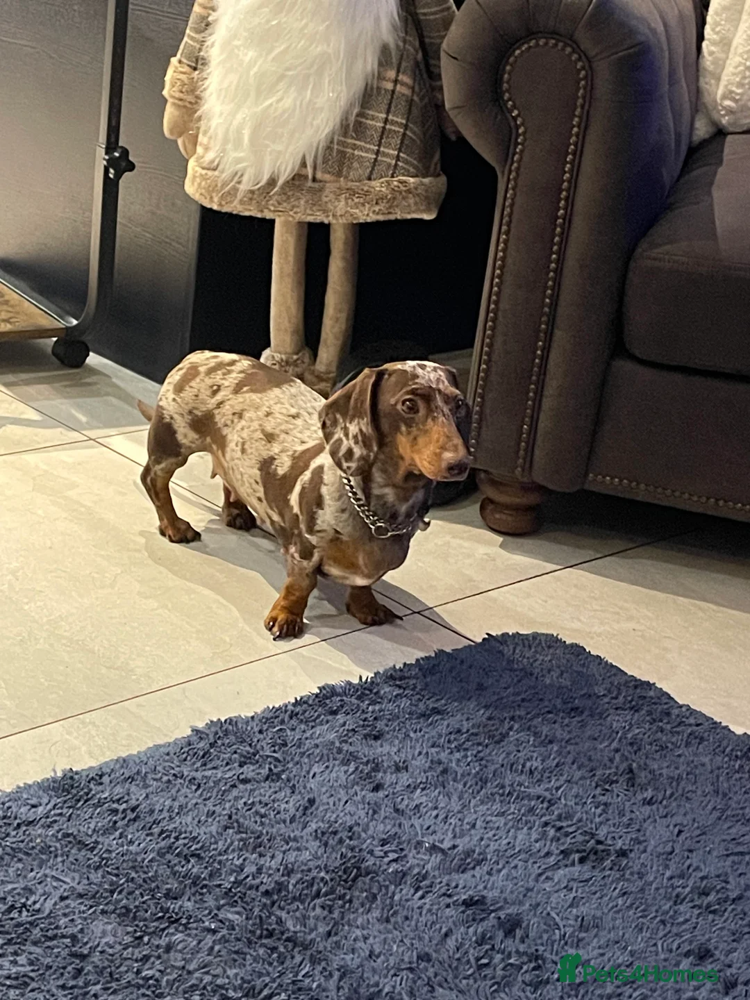 Miniature Dachshund dogs for sale: Beautiful Mini Dachounds  - Advert 1