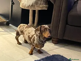 Miniature Dachshund dogs Beautiful Mini Dachounds - Advert 1