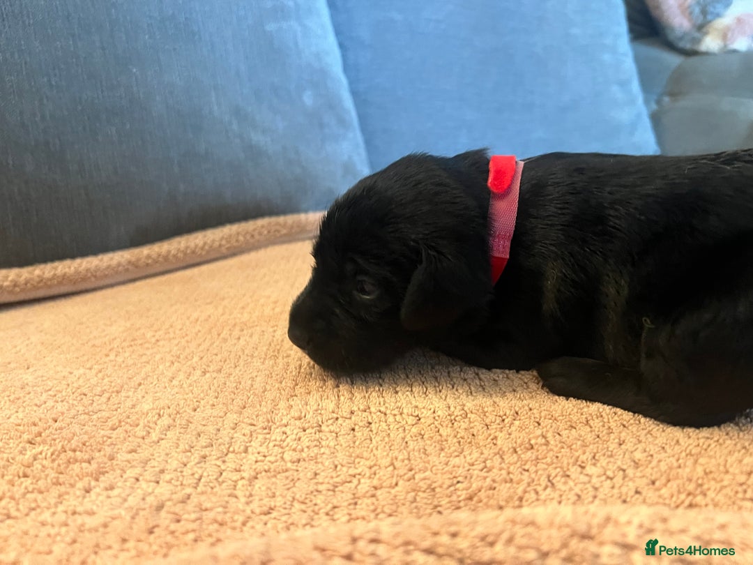 Mixed Breed dogs for sale: 3/4 lab 1/4 collie puppies  in Whitby - Image 20