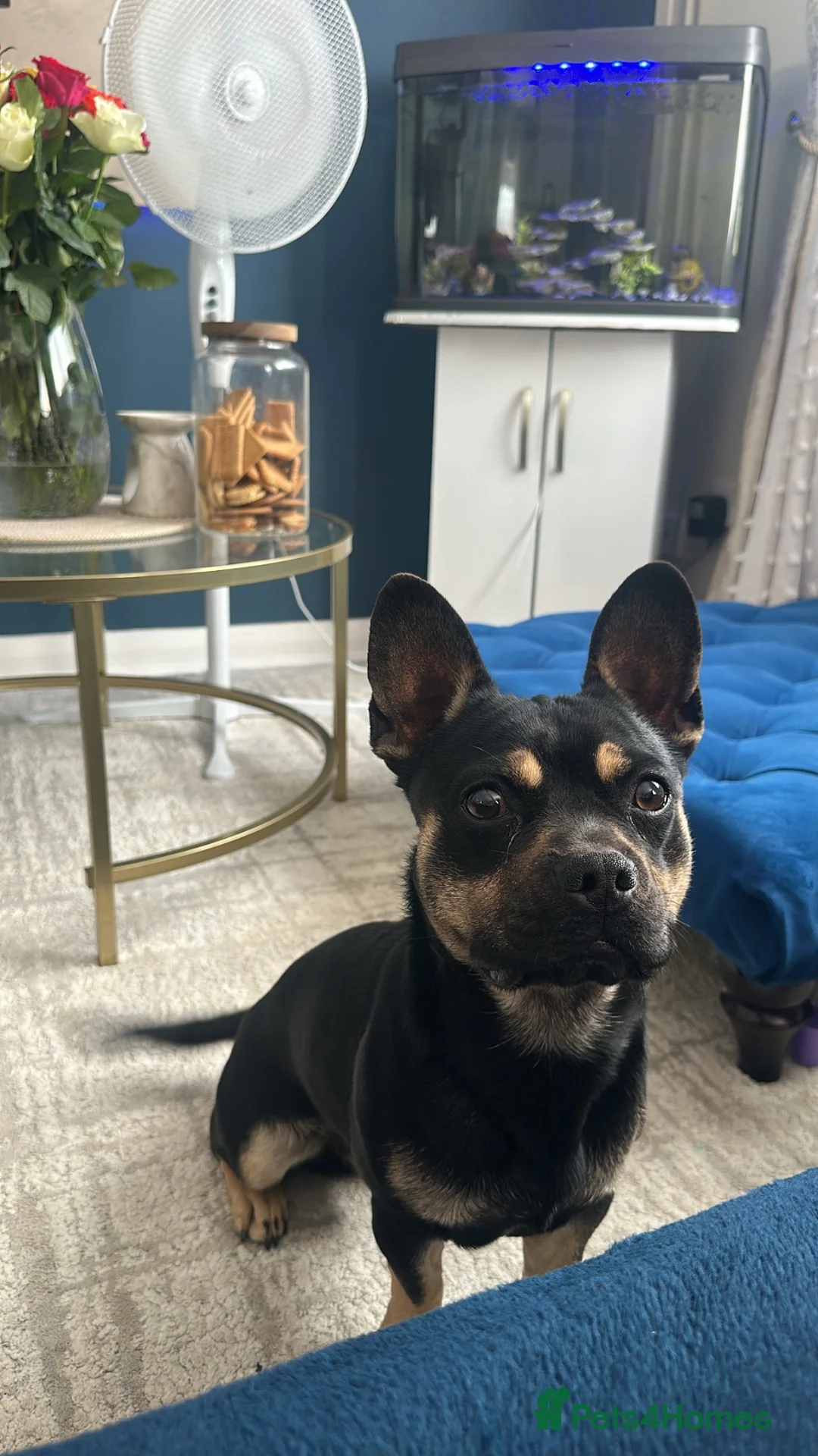 Mixed Breed dogs for sale: Chase  - Advert 1