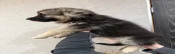 German Shepherd dogs for sale:  Reduced Stunning kcreg long coat GSD pups  - Advert 4
