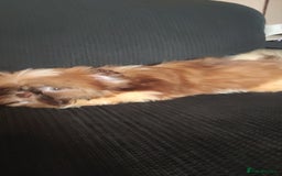 Shih Tzu dogs for sale: Half Imperial Shihtzu Pups (Karashishi Lines)  - Image 6