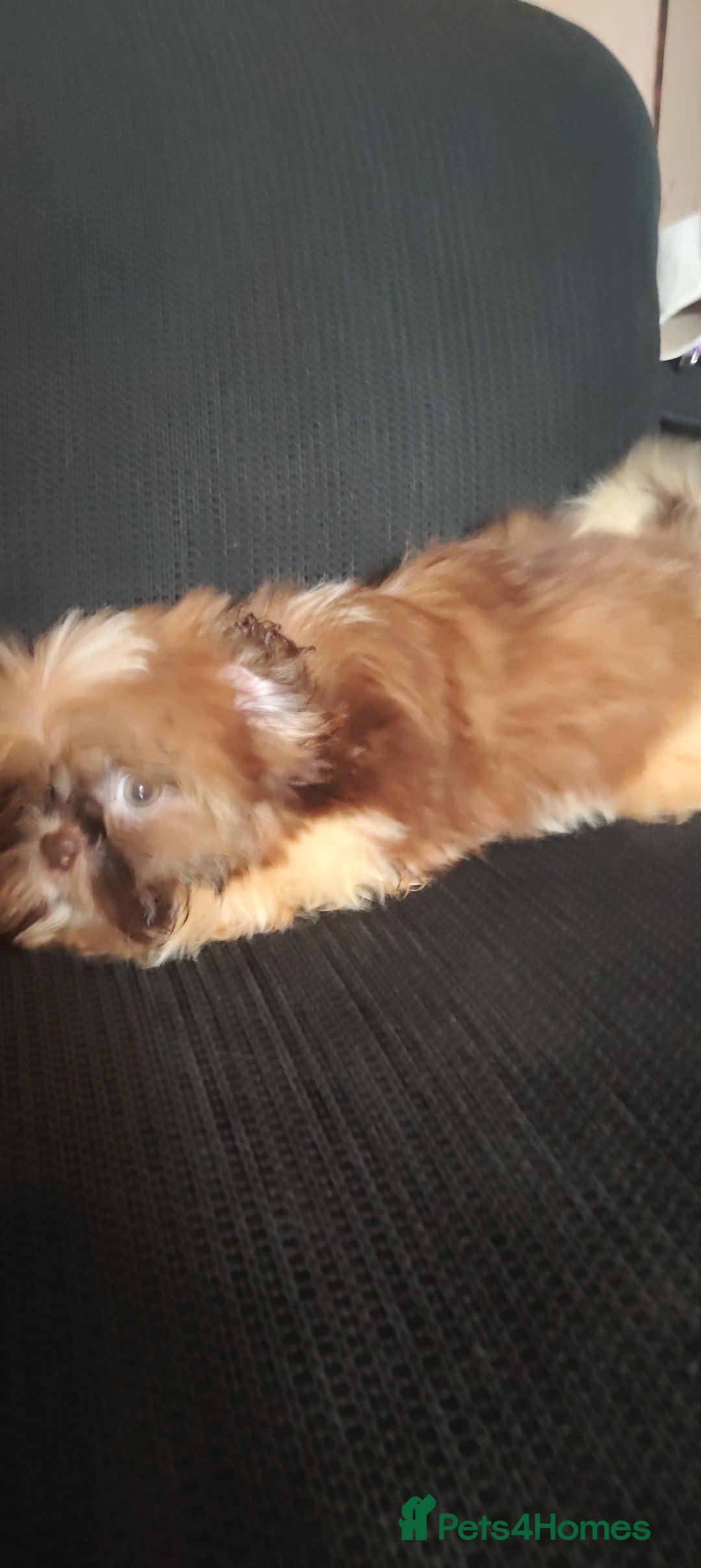 Shih Tzu dogs for sale: Half Imperial Shihtzu Pups (Karashishi Lines)  - Image 6