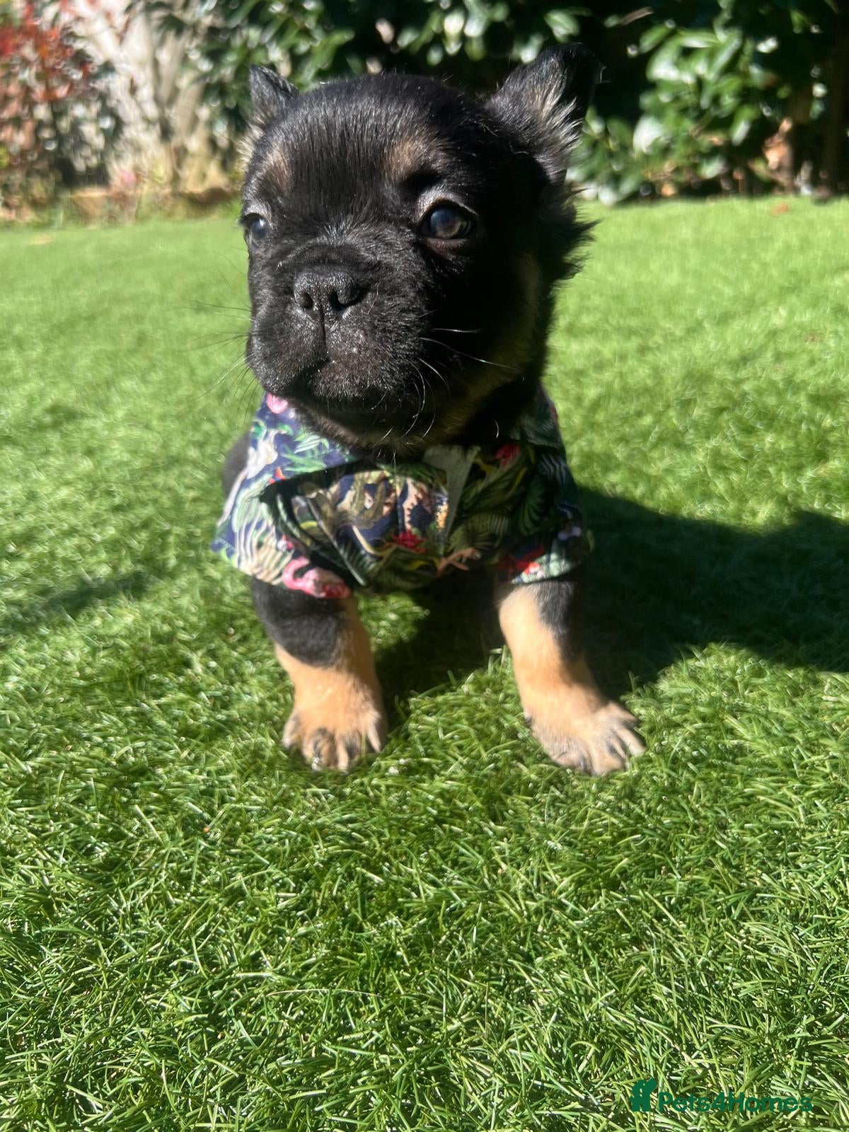 French Bulldog dogs FLUFFY FRENCHIE READY NOW - Advert 18