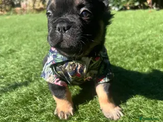 French Bulldog dogs FLUFFY FRENCHIE READY NOW - Advert 18