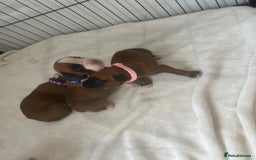 Boxer dogs for sale: Stunning Kc Boxer Puppies - Image 28