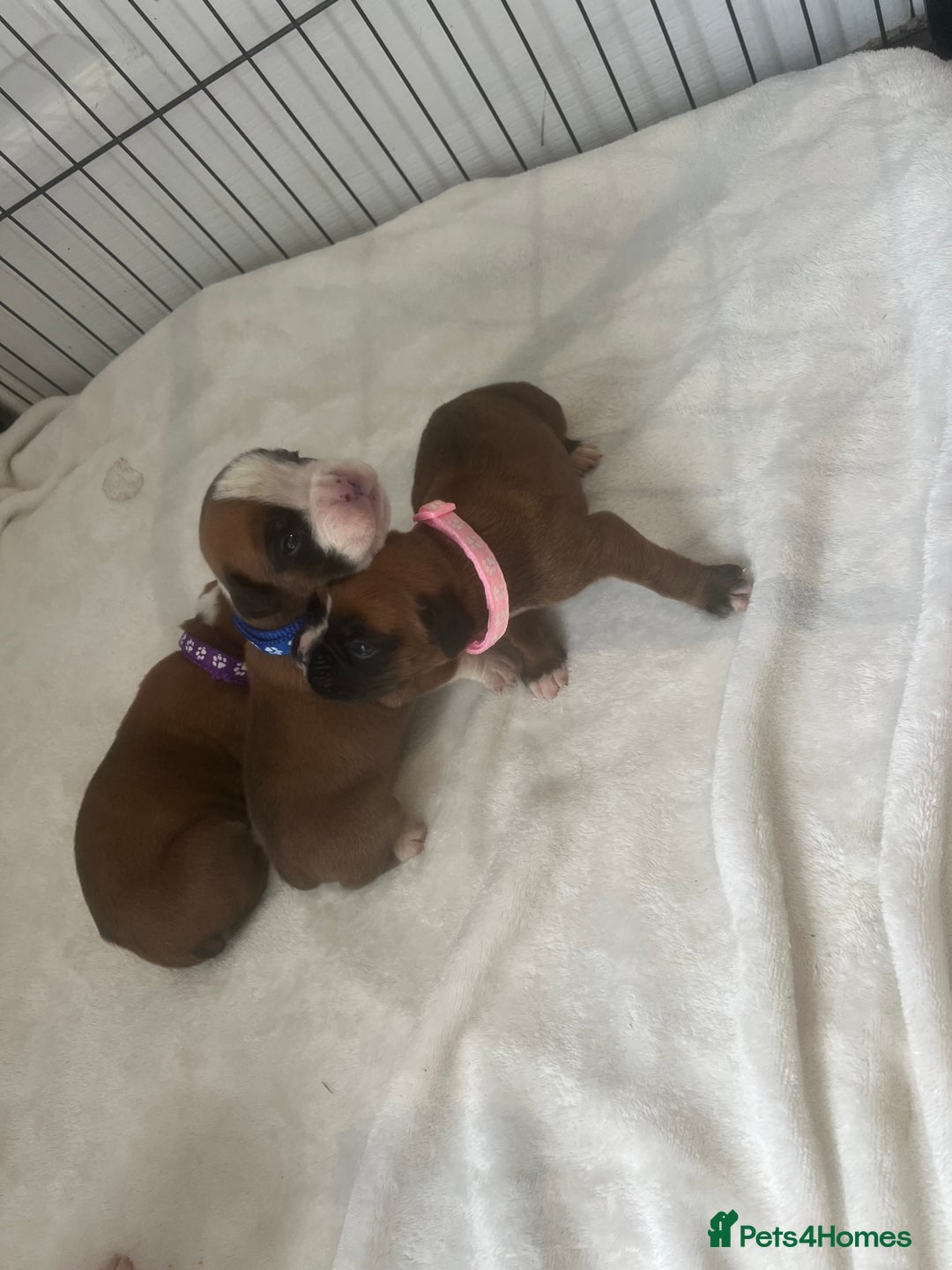 Boxer dogs for sale: Stunning Kc Boxer Puppies - Image 28