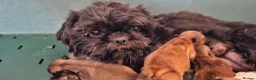 Shih Tzu dogs for sale: 5 beautiful KC reg shih Tzu puppies  - Advert 21
