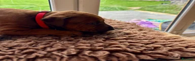 Rhodesian Ridgeback 4