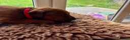 Rhodesian Ridgeback dogs for sale: 5 Star Council Registered Breeder M022667 - Advert 11