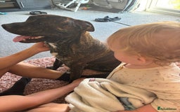 Mixed Breed dogs for sale: Staffie X for rehoming - Image 2