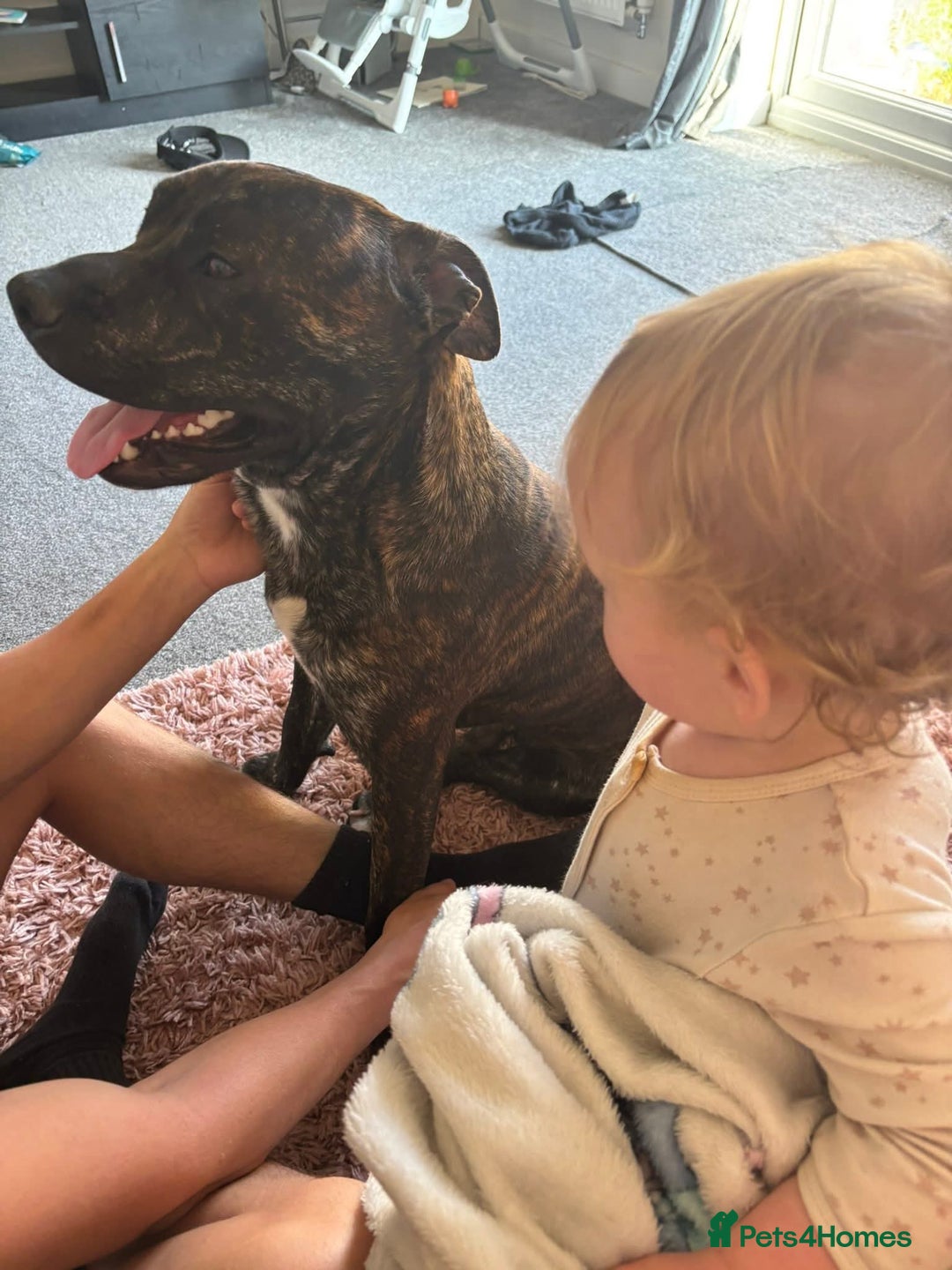 Mixed Breed dogs for sale: Staffie X for rehoming - Image 2