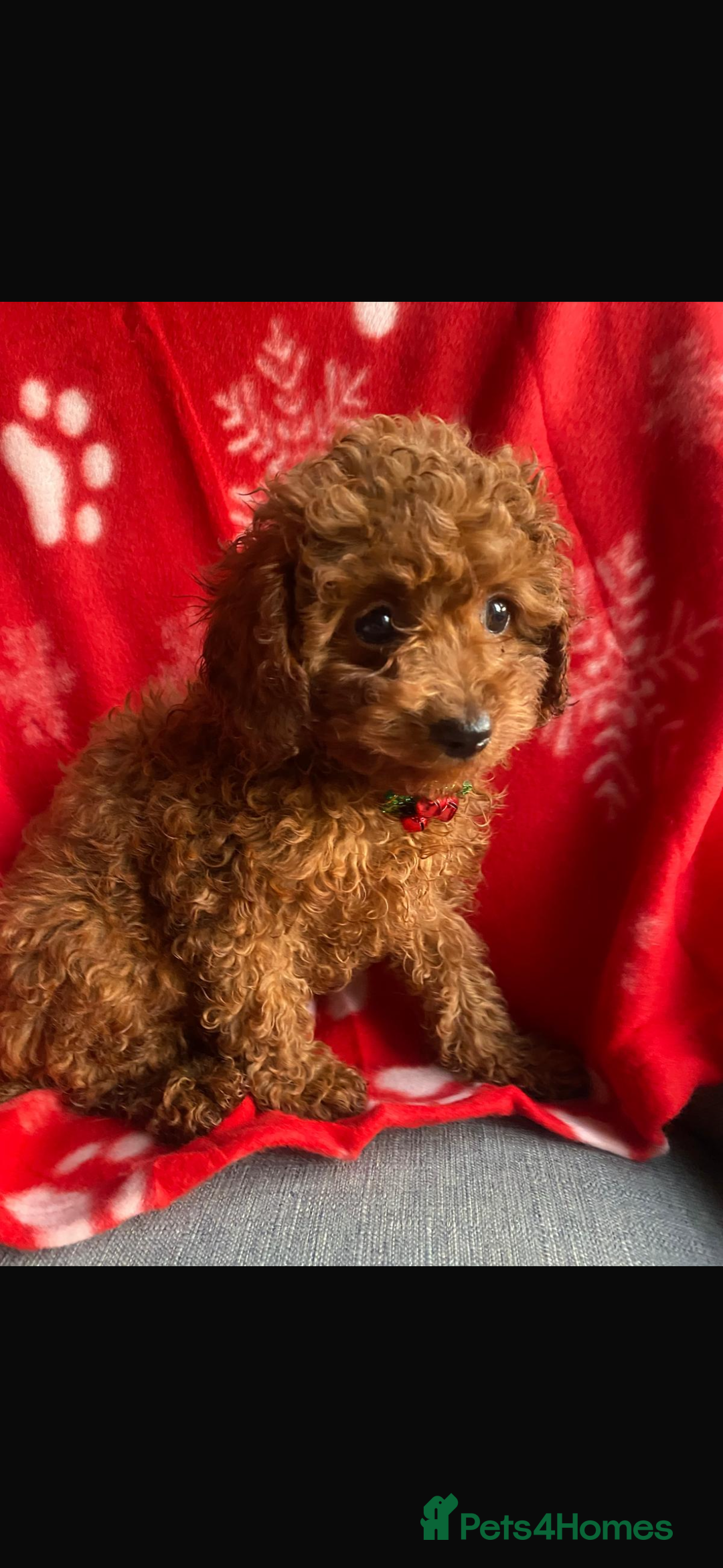 Cavapoo dogs for sale: Cavapoo girl puppies ready now.  - Advert 4