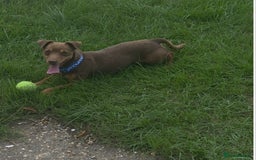 Jack Russell dogs for sale: Lovely jack russell  - Image 5