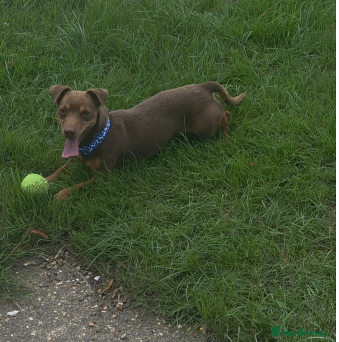 Jack Russell dogs for sale: Lovely jack russell  - Image 5