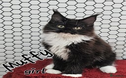 Maine Coon cats for sale: Pure breed Maine Coons Kittens  - Image 11