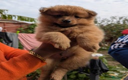 Pomeranian dogs for sale: Cute fluffy Pomeranian Puppies! (Read description) - Image 9