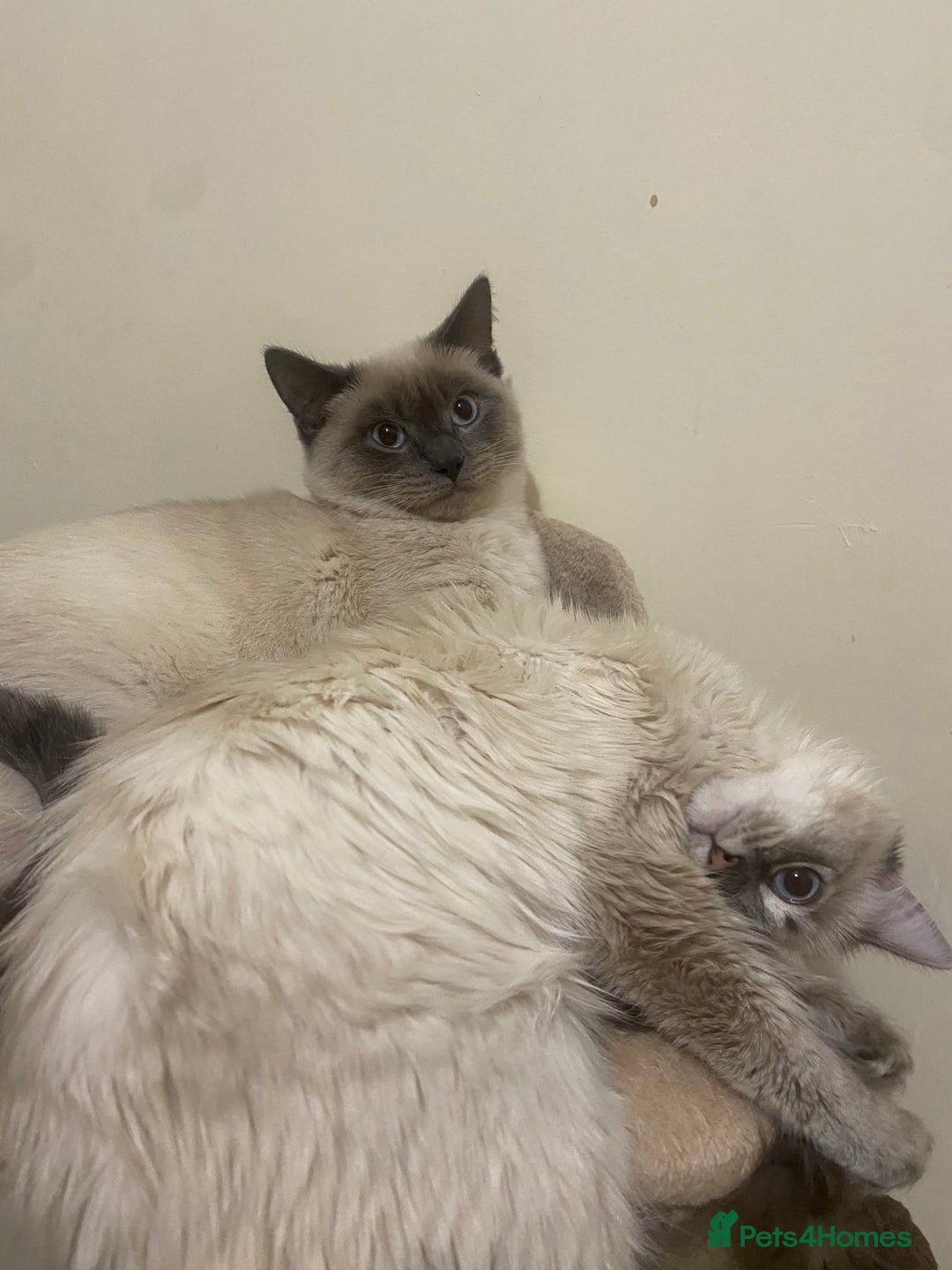 Siamese cats for sale: Beautiful Male Siamese-Mix Kitten/ 7 months/Dundee - Advert 3