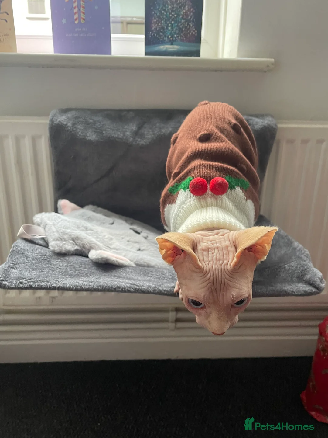 Sphynx cats for sale: Blue eyed Sphynx  - Advert 5