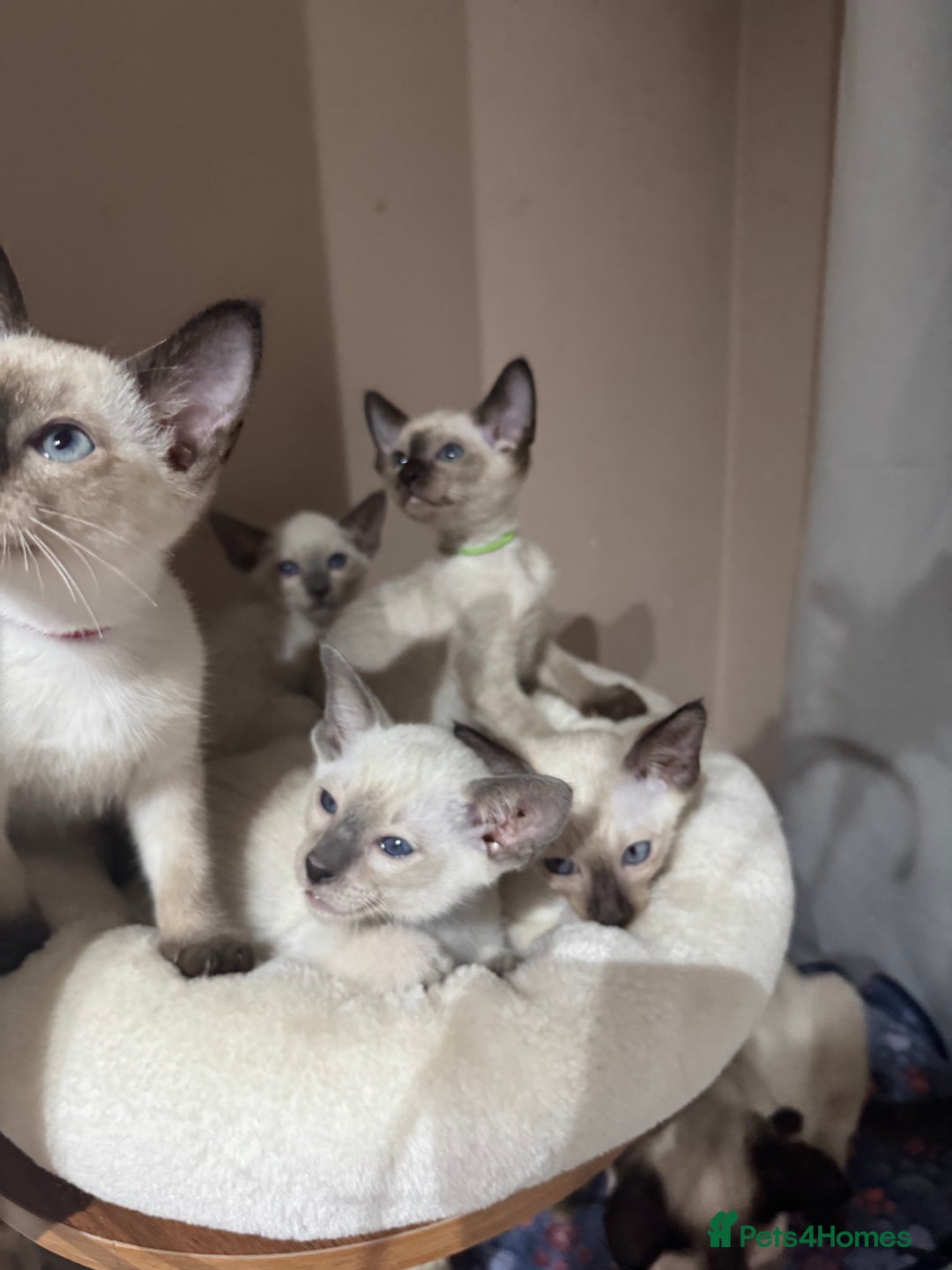 Siamese cats for sale: 5 affectionate adorable Siamese kittens ready now - Image 7