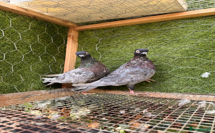 Pigeons birds - Advert 1