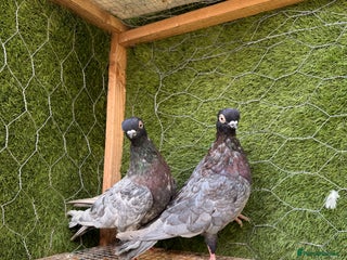 Pigeons birds - Advert 1