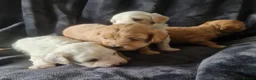 Maltipoo dogs for sale: Gorgeous f2 maltipoo puppies  - Advert 10