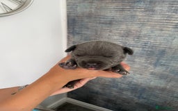 Staffordshire Bull Terrier dogs for sale: Blue Staffordshire bull terrier kc registered ❗️ - Image 4