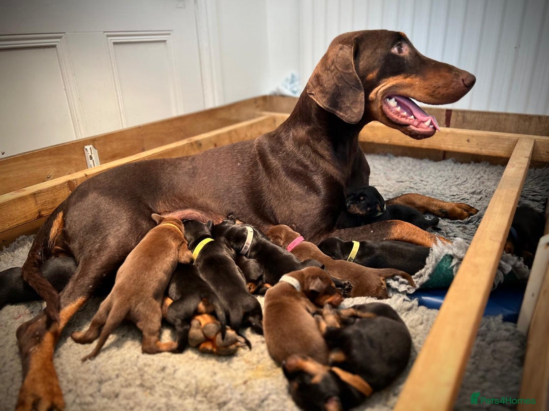 Dobermann dogs for sale: Outstanding KC Reg Dobermann puppies - Image 4