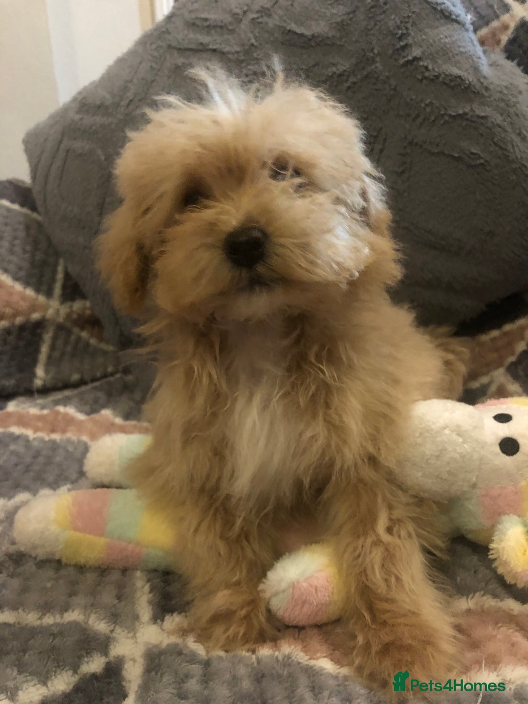 Maltipoo dogs for sale: Maltipoo puppies for sale  - Advert 12