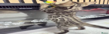 Bengal Kitten 2