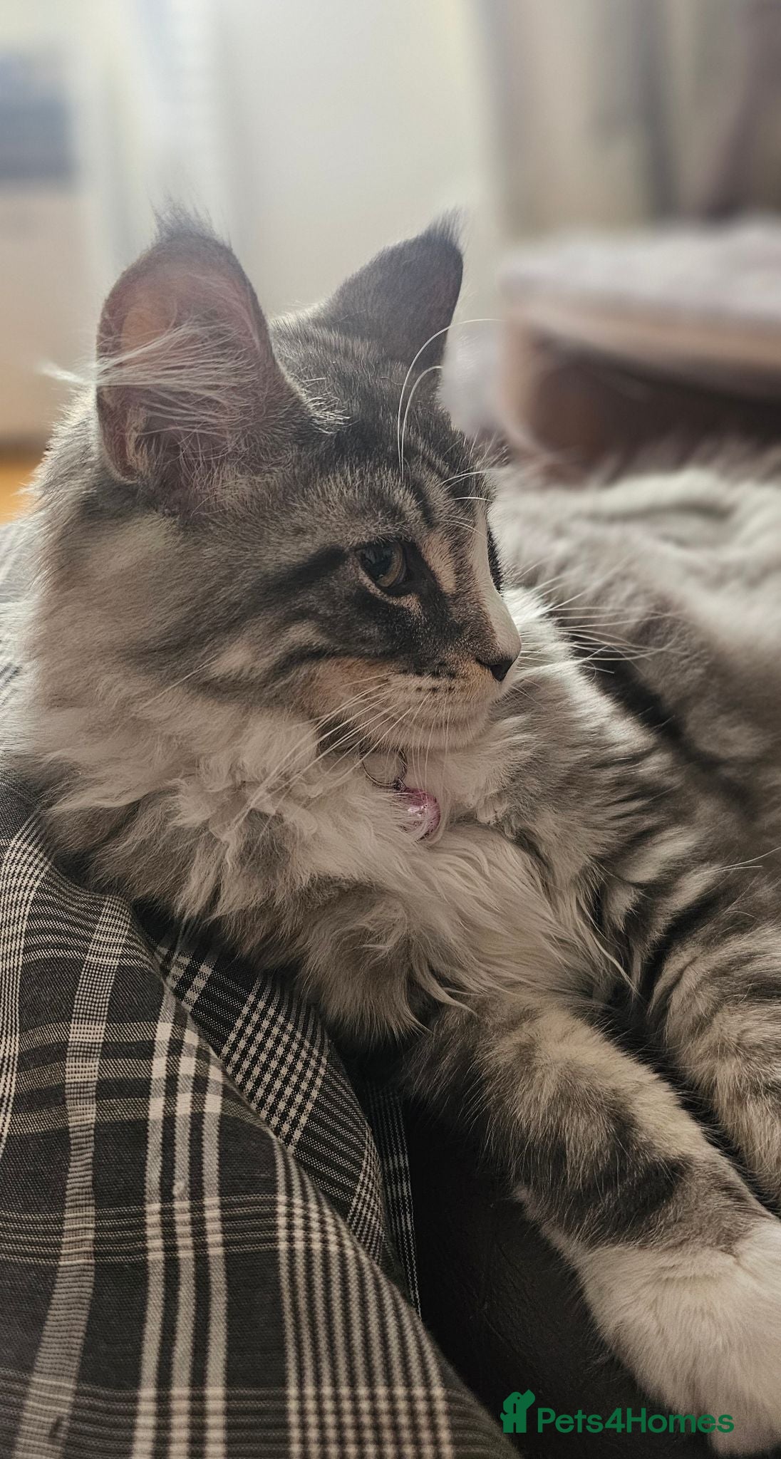 Maine Coon cats Beautiful pedigree FEMALE Maine Coon kitten - Advert 1