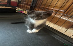 Mixed Breed cats for sale: Ragdoll mixed breed kittens  - Image 13