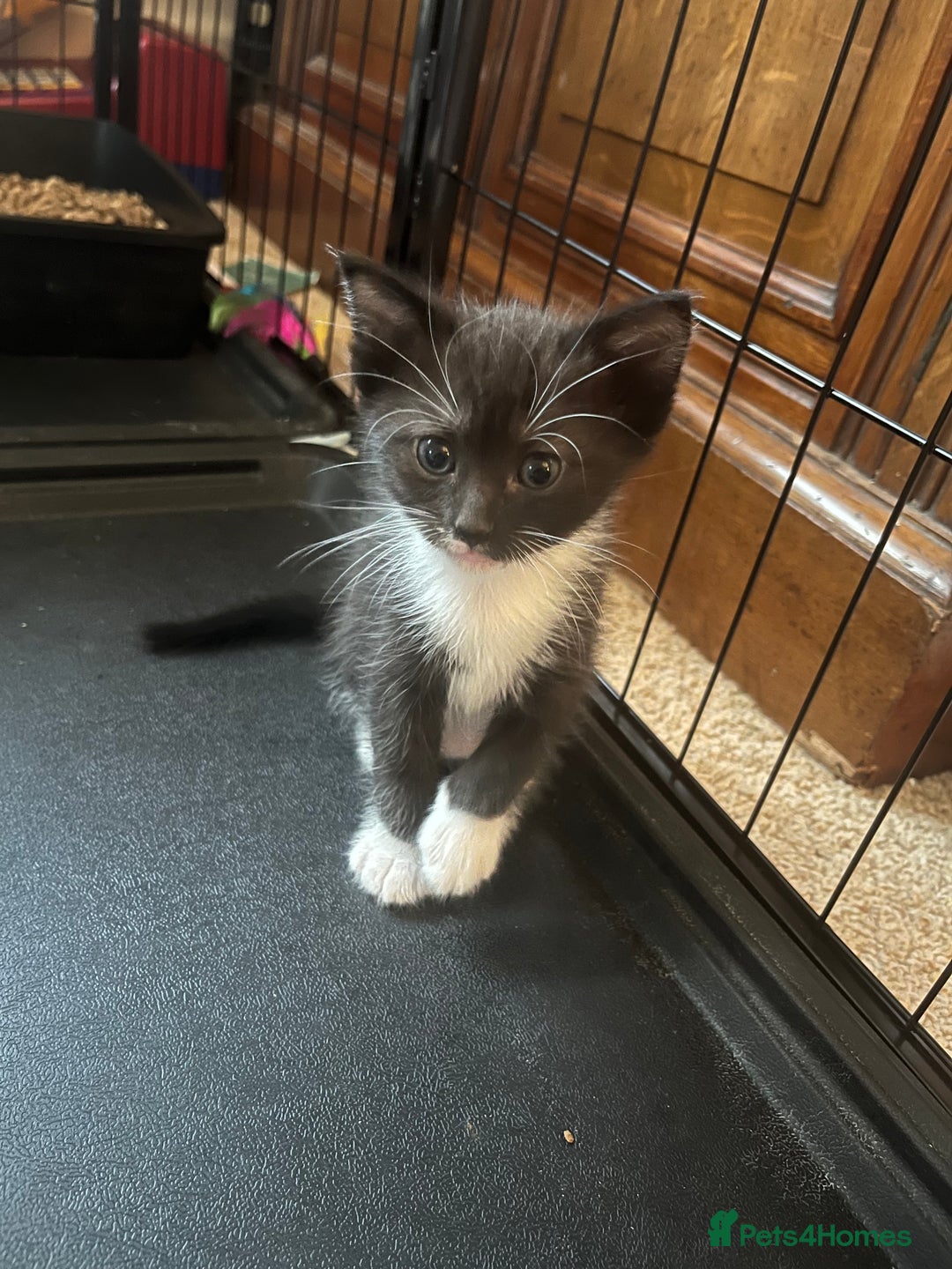 Mixed Breed cats for sale: Ragdoll mixed breed kittens  - Image 13