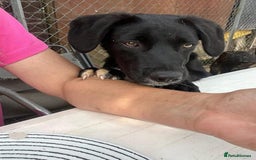 Mixed Breed dogs for adoption: Barney - Norwich norfolk  - Image 27