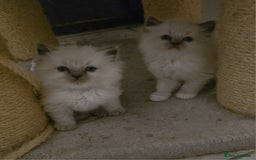 Ragdoll cats for sale: Beautiful ragdoll kittens  - Advert 11