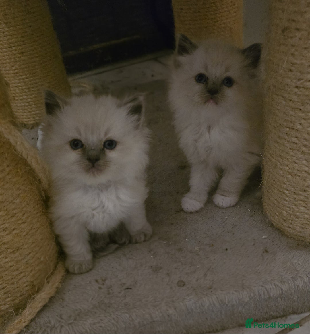 Ragdoll cats for sale: Beautiful ragdoll kittens  - Advert 11