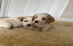 Beagle dogs for sale: Davicard/duffosee beagles - Image 1