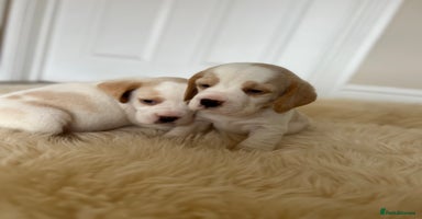 Beagle dogs - Advert 8