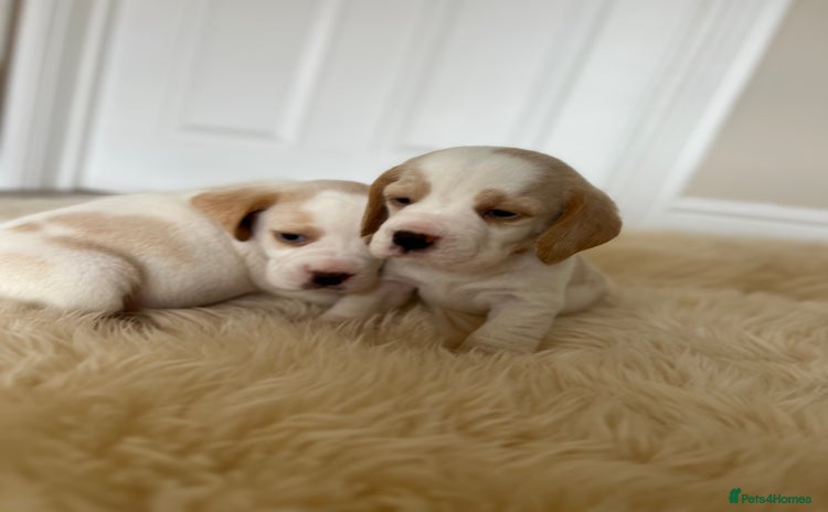 Beagle dogs - Advert 4