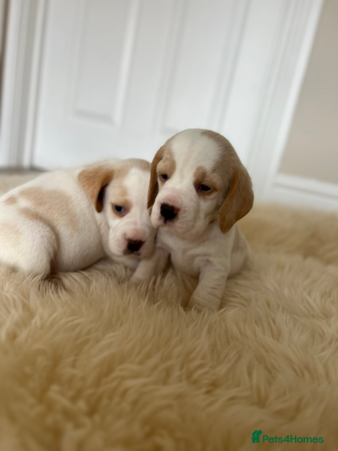 Beagle dogs for sale: Davicard/duffosee beagles - Image 1