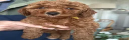 Miniature Poodle dogs for sale: Gorgeous Red Miniature Poodle pups KC Registered  in Exmouth - Advert 5