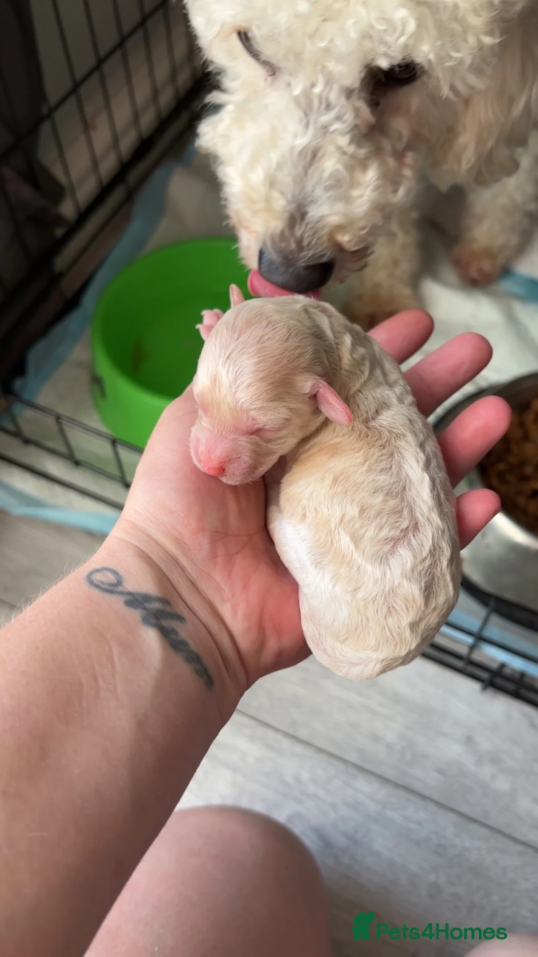 Miniature Poodle dogs for sale: 2x female miniature poodle  in Doncaster - Advert 2
